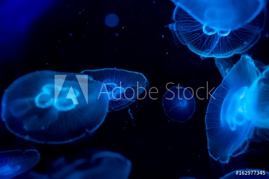 Picture of Moon jelly fish in aquarium